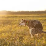 8 formas de limpiar la caca del perro