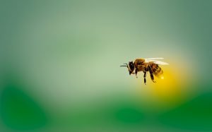 Todo sobre la plantación de árboles aptos para las abejas