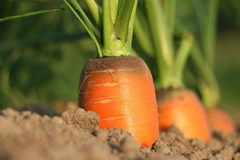 Cuándo cosechar las zanahorias para comerlas en fresco o almacenarlas
