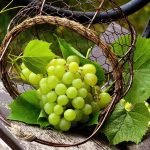 Denominación de Origen Ribeiro